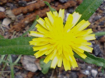 Un''altra asteracea gialla -  Picris cfr.hieracioides